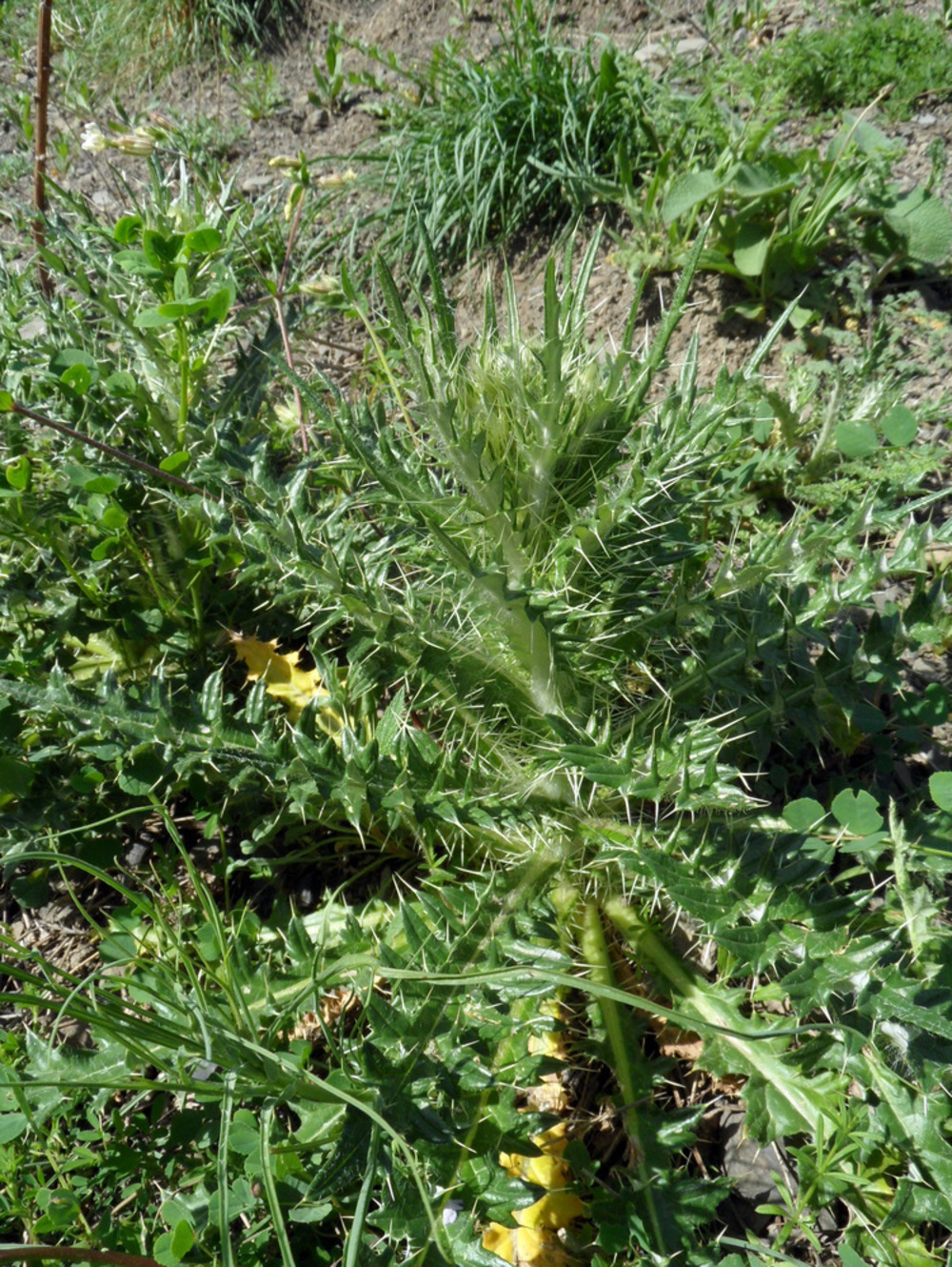 Изображение особи род Cirsium.