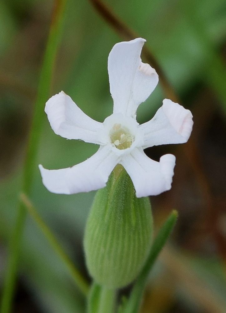 Image of Pleconax conica specimen.