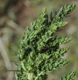 Image of taxon representative. Author is Роланд Цандекидис