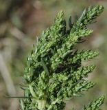 Beta vulgaris