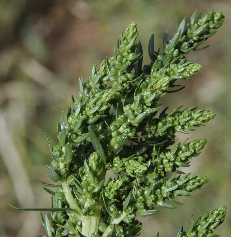 Image of Beta vulgaris specimen.