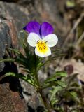 Viola tricolor