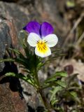 Viola tricolor. Побег с цветком. Финляндия, Хельсинки, Вуосаари, скальное обнажение. 8 мая 2016 г.