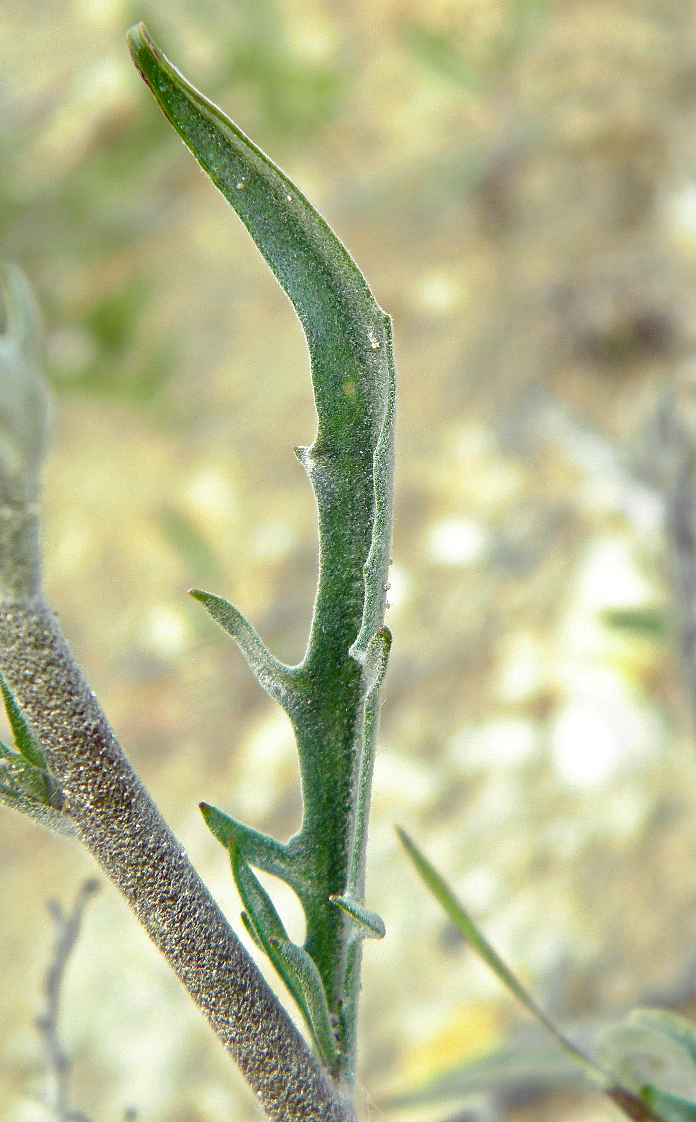 Image of Matthiola fragrans specimen.