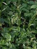 Rumex acetosella