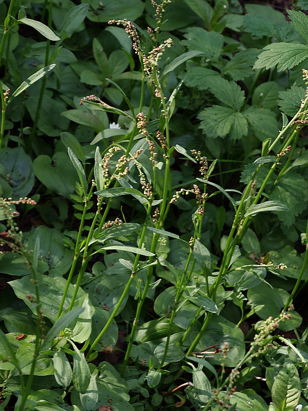 Изображение особи Rumex acetosella.