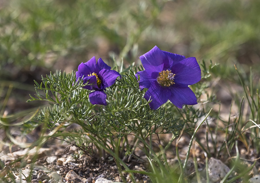 Изображение особи Pulsatilla tenuiloba.