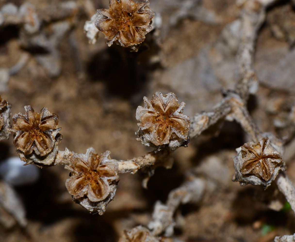 Изображение особи Mesembryanthemum crystallinum.