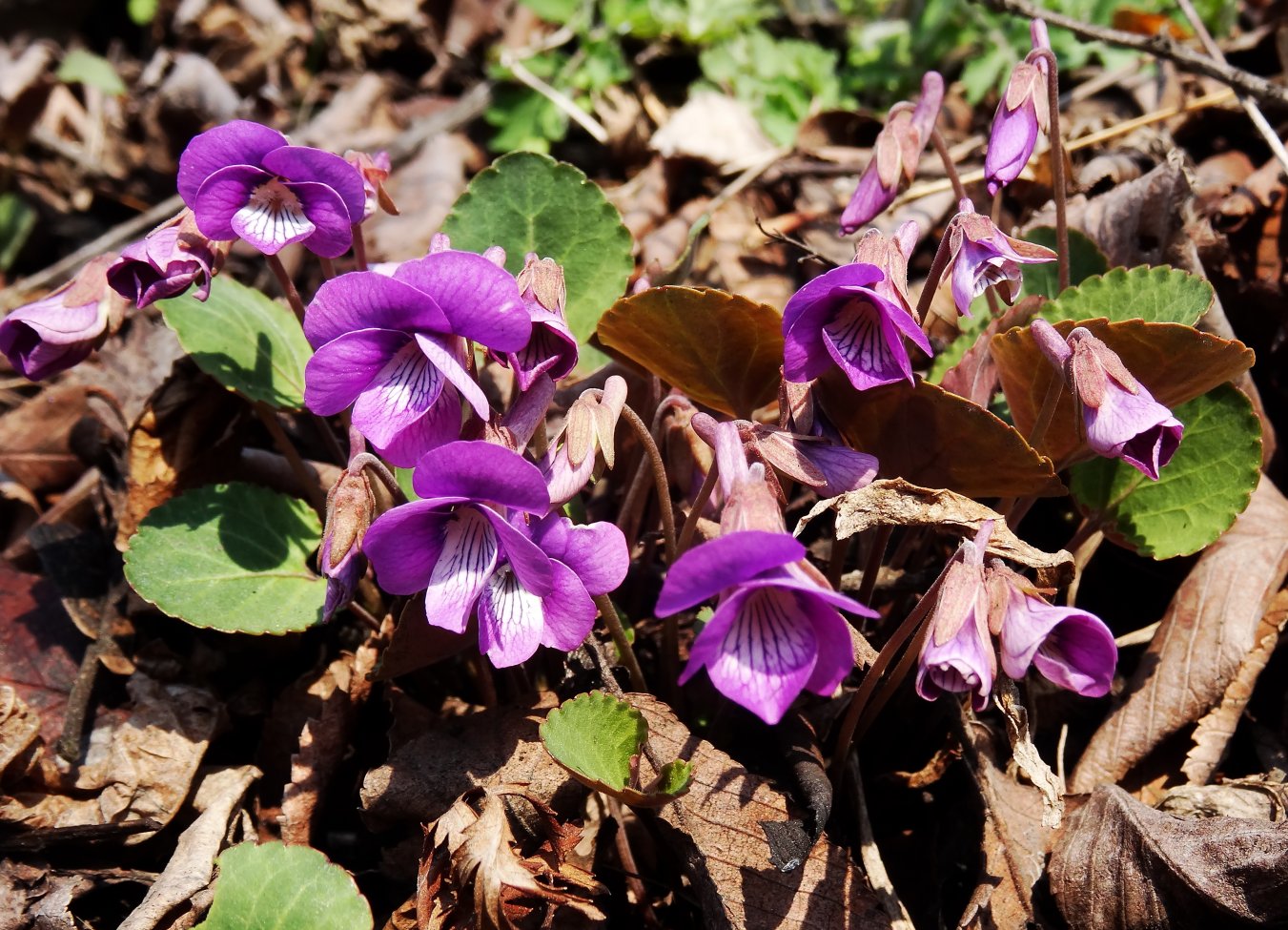 Image of Viola primorskajensis specimen.