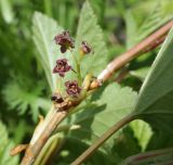род Ribes