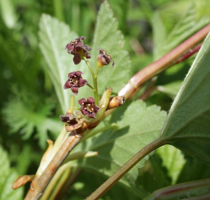 Image of genus Ribes specimen.