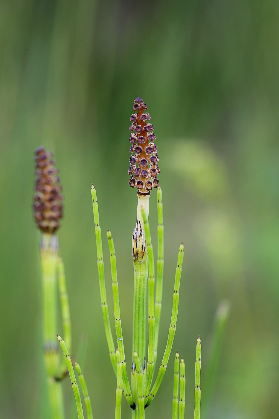 Изображение особи Equisetum palustre.