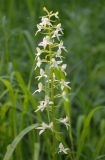 Platanthera bifolia. Соцветие. Татарстан, Лениногорский р-н, опушка леса. 15.06.2016.