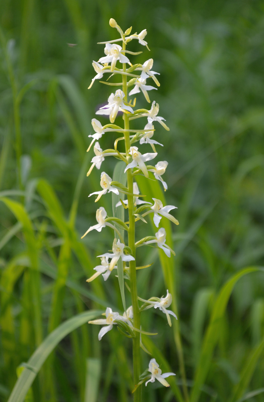 Изображение особи Platanthera bifolia.