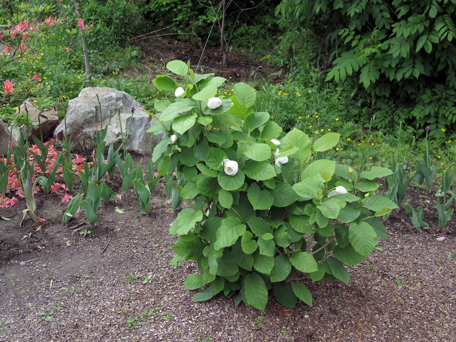 Image of Magnolia sieboldii specimen.