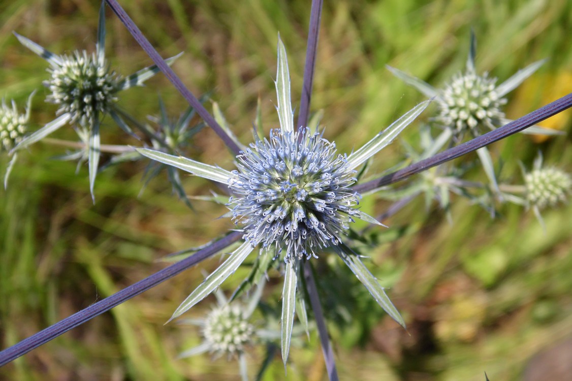 Изображение особи Eryngium planum.