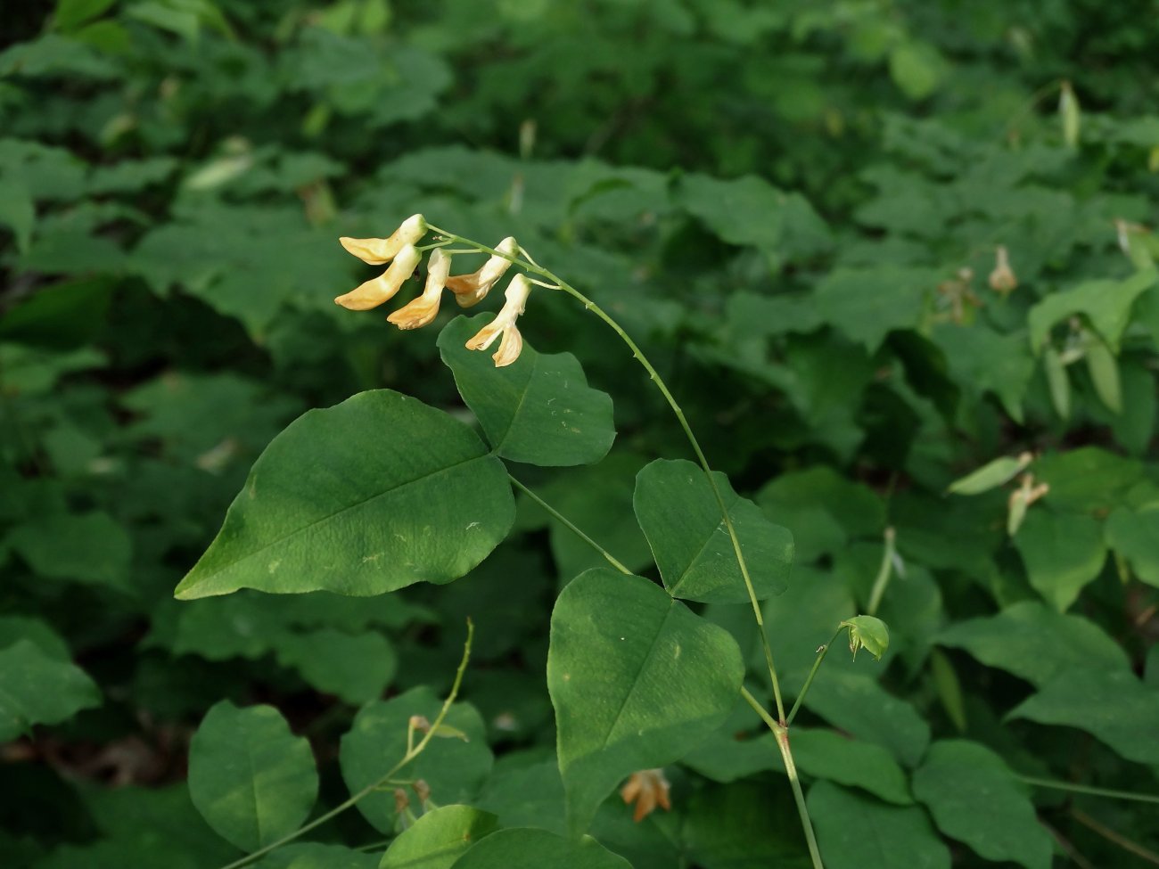 Image of Vicia subrotunda specimen.