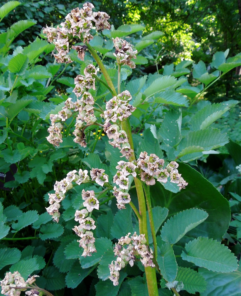 Image of Bergenia crassifolia specimen.