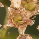 Spiraea japonica