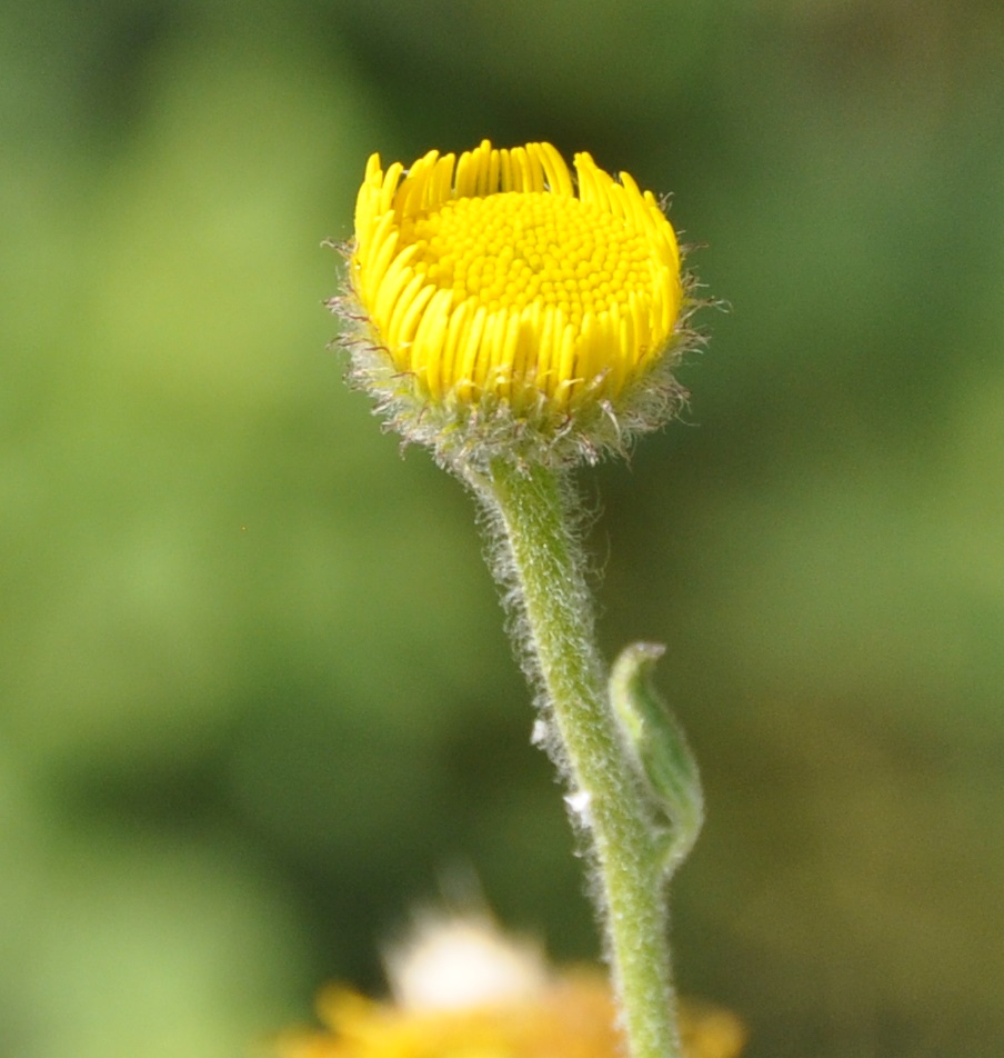 Image of Pulicaria odora specimen.