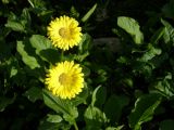 Doronicum altaicum