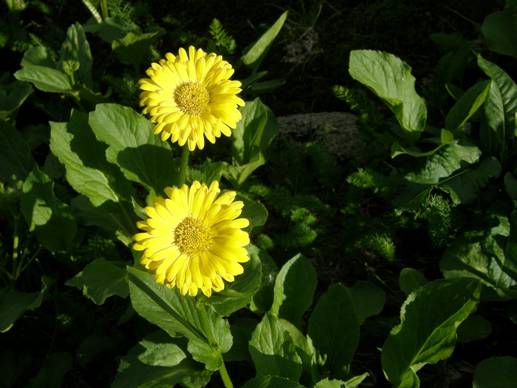 Изображение особи Doronicum altaicum.