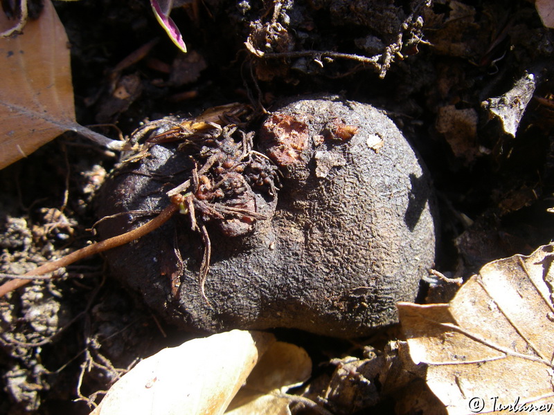 Image of Cyclamen coum specimen.