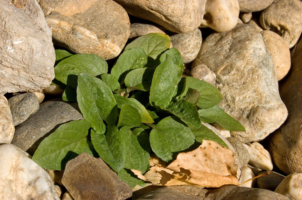 Image of genus Viola specimen.