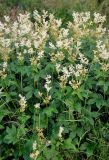 Filipendula ulmaria. Верхушки цветущих растений. Исландия, южное побережье, долина реки Сельяландсау, влажный луг на берегу ручья. 02.06.2016.