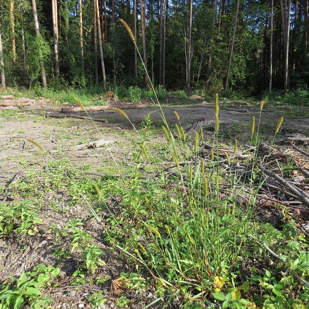 Image of Setaria pumila specimen.