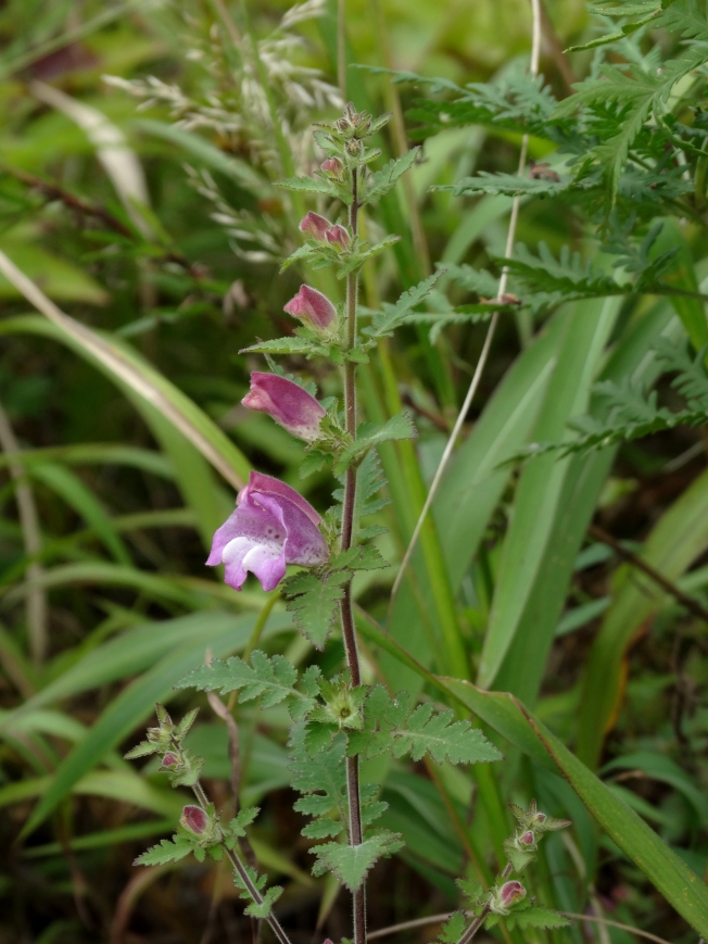 Image of Phtheirospermum chinense specimen.