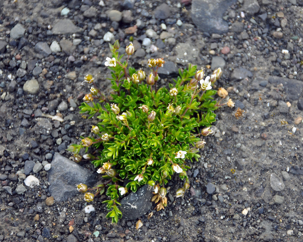 Изображение особи Arenaria norvegica.