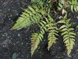 Polystichum luctuosum