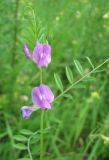 Vicia angustifolia