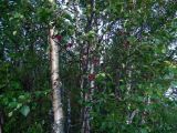 genus Betula