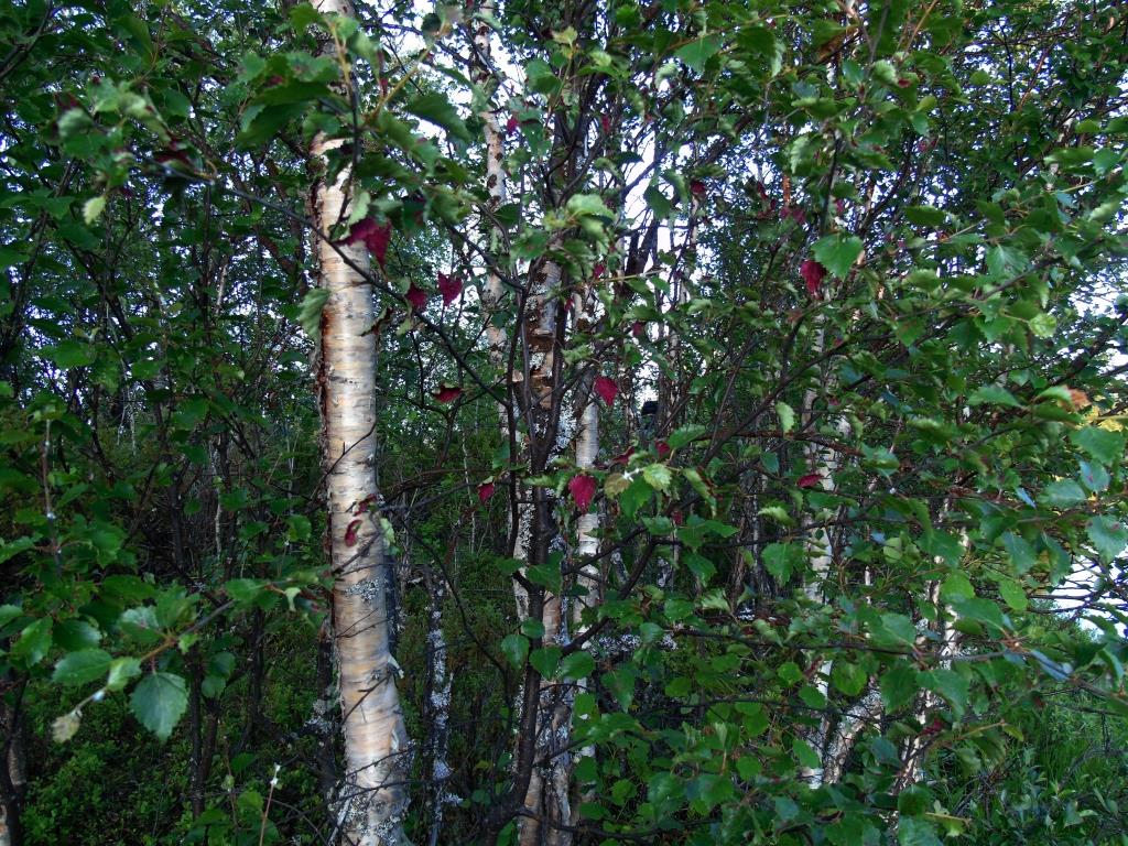 Image of genus Betula specimen.