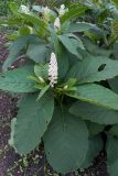 Phytolacca acinosa. Цветущее растение. Владивосток, Ботанический сад. 12.09.2016.