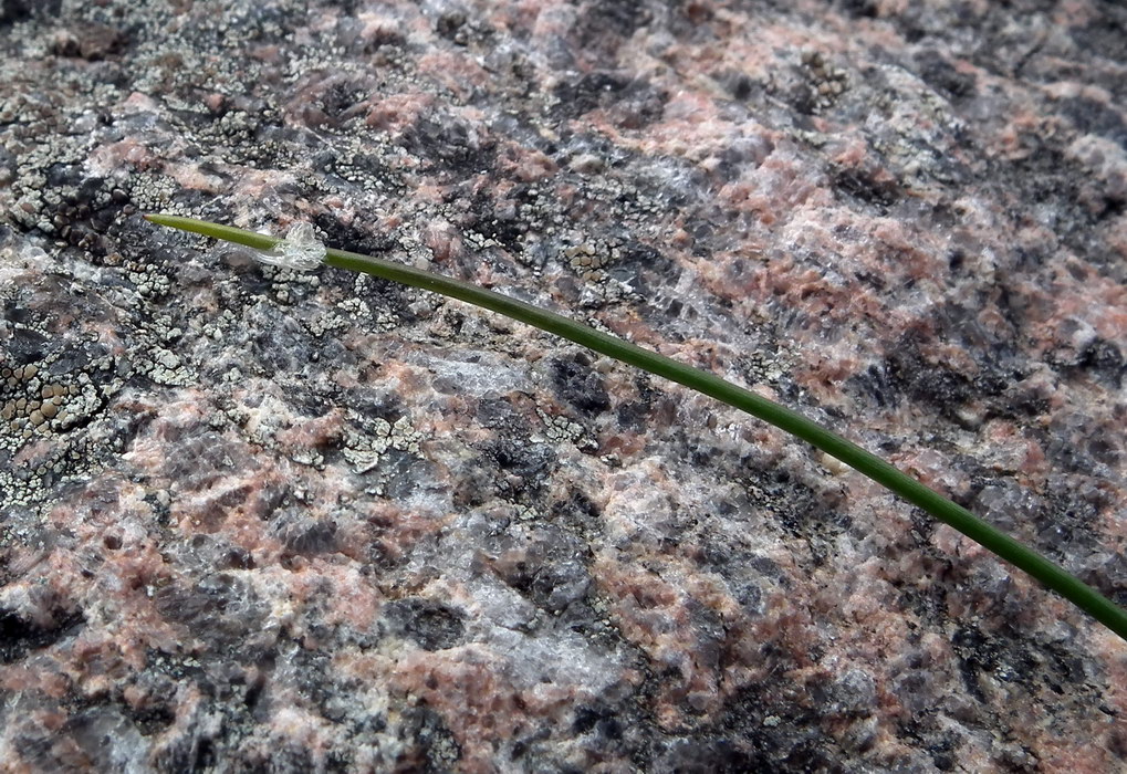 Image of Allium schoenoprasum specimen.