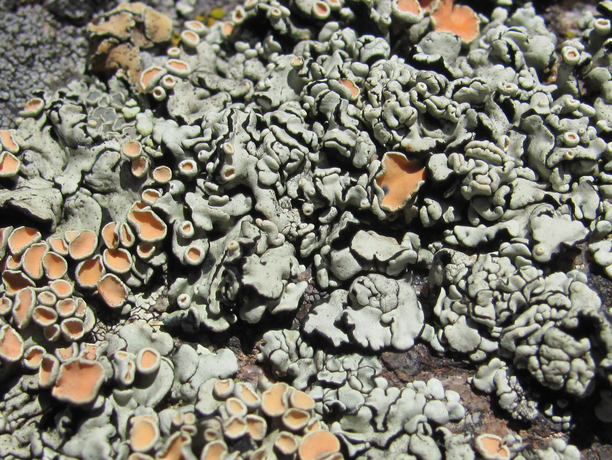 Изображение особи Rhizoplaca chrysoleuca.