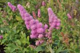 Spiraea × billardii