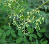 Thalictrum contortum. Соплодие. Амурская обл., Бурейский р-н, правый берег р. Бурея, окр. с. Малиновка, луг. 17.07.2016.