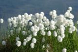 Eriophorum scheuchzeri