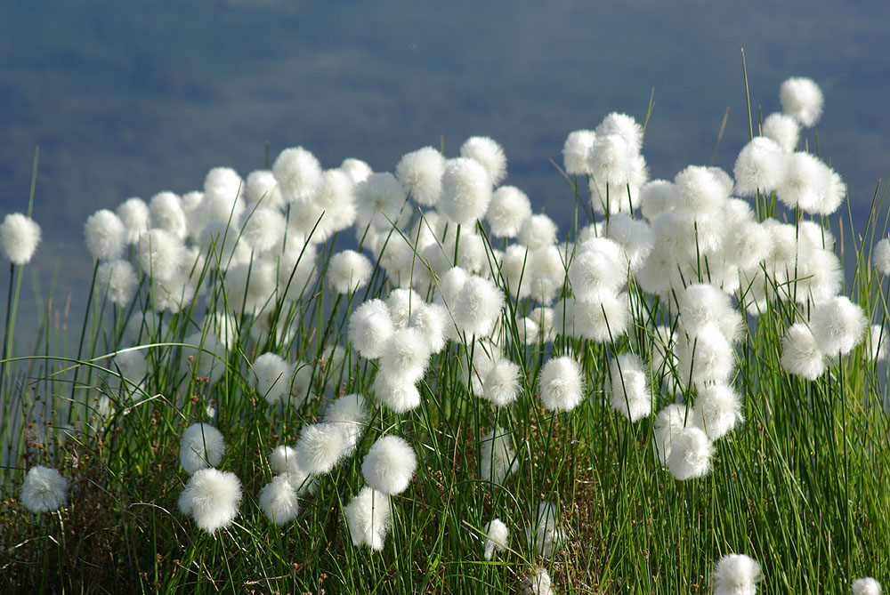 Изображение особи Eriophorum scheuchzeri.