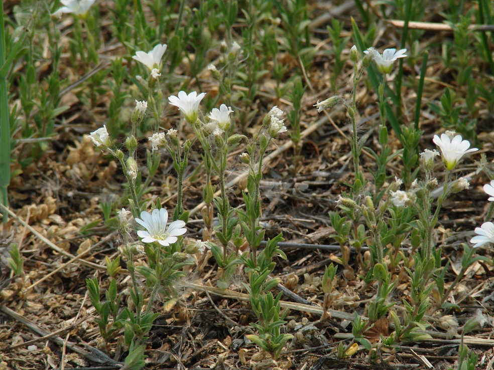 Изображение особи Cerastium arvense.