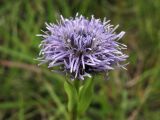 Globularia bisnagarica