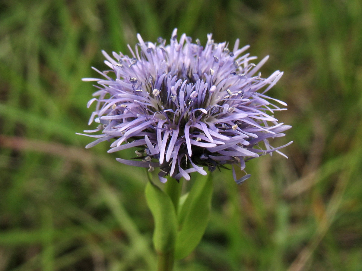 Изображение особи Globularia bisnagarica.