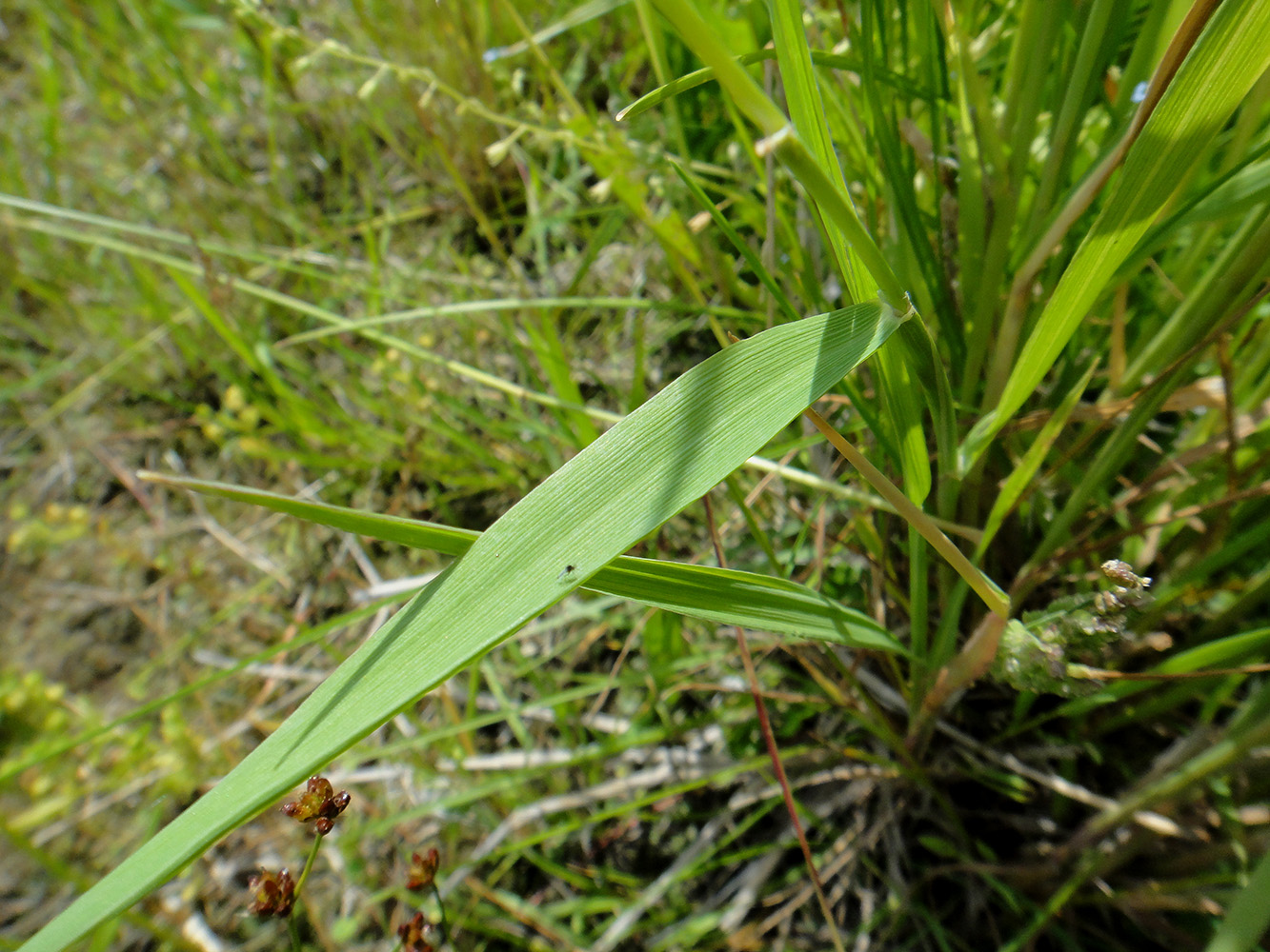 Image of Beckmannia syzigachne specimen.