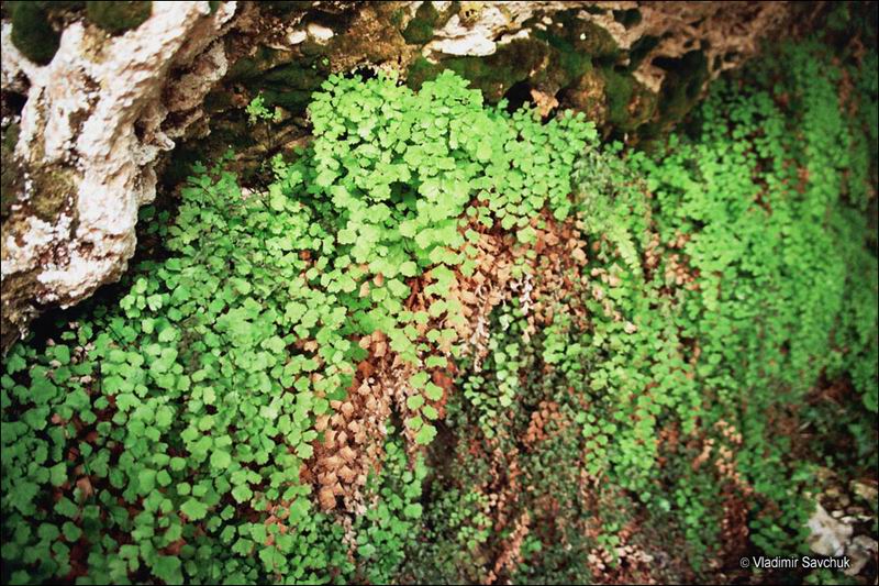 Изображение особи Adiantum capillus-veneris.
