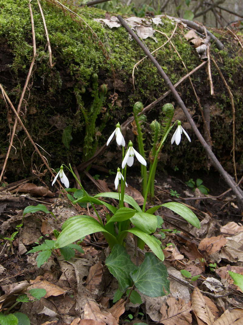 Image of Galanthus panjutinii specimen.