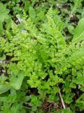 Asplenium woronowii